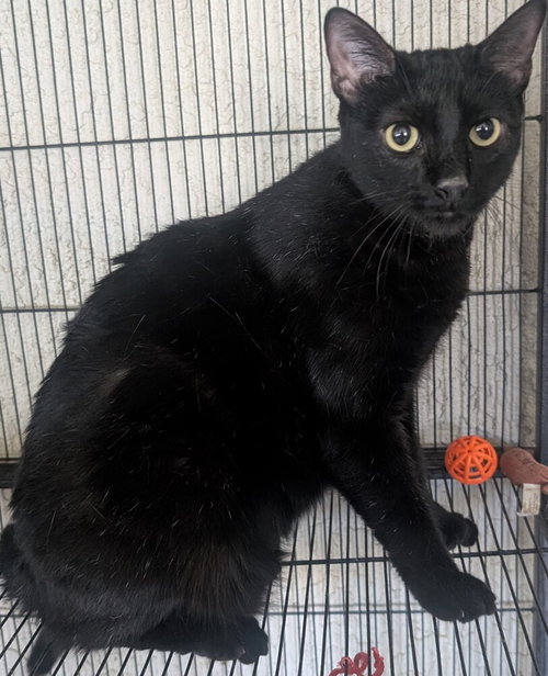 Mocha, a cat for adoption from Paws 4 A Cause Rescue