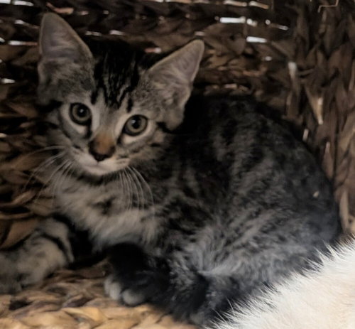Evan, an adoptable Domestic Medium Hair in San Bernardino, CA