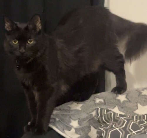 Ares, an adoptable Maine Coon in San Bernardino, CA