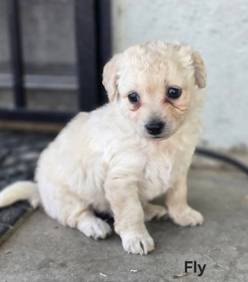Fly, an adoptable Maltese in San Bernardino, CA