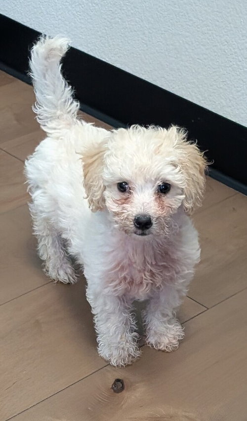 Bubba, an adoptable Maltese in San Bernardino, CA