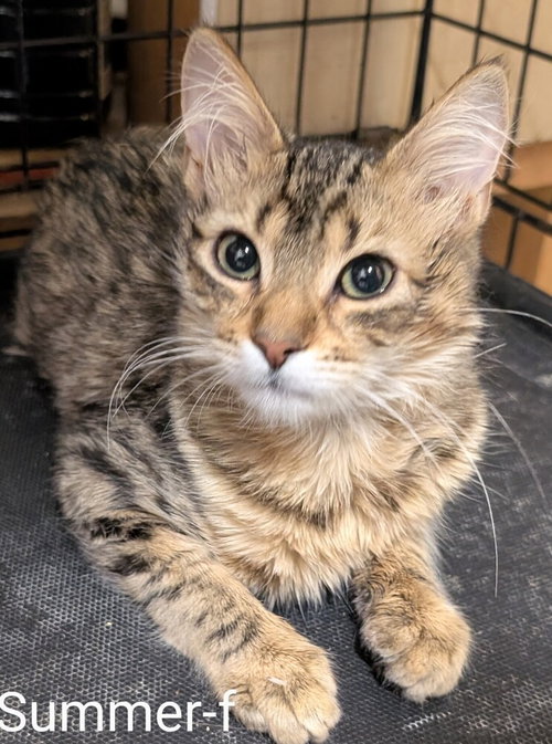 Summer, an adoptable Domestic Long Hair in San Bernardino, CA