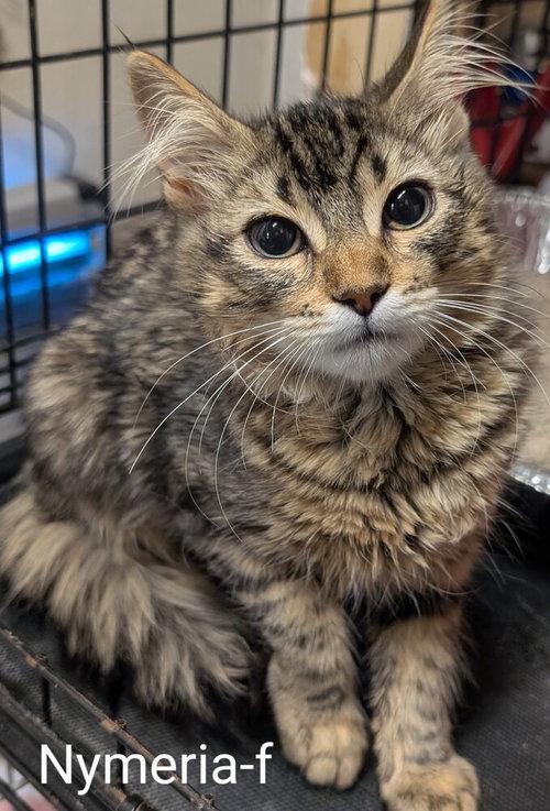 Nymeria, an adoptable Domestic Long Hair in San Bernardino, CA