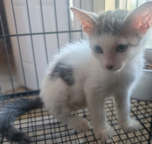 Sope, an adoptable Domestic Medium Hair in San Bernardino, CA