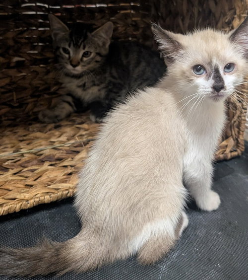 Eli, an adoptable Domestic Short Hair in San Bernardino, CA