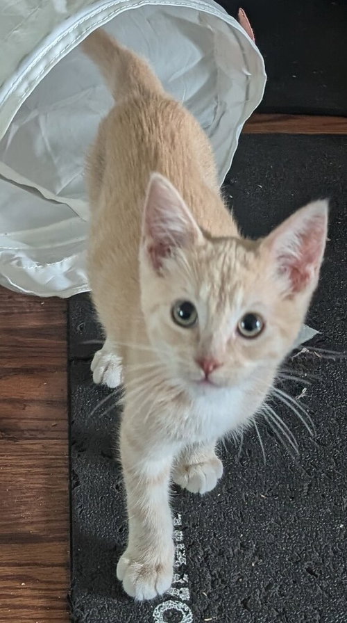 Mini Wheat, an adoptable Domestic Medium Hair in San Bernardino, CA