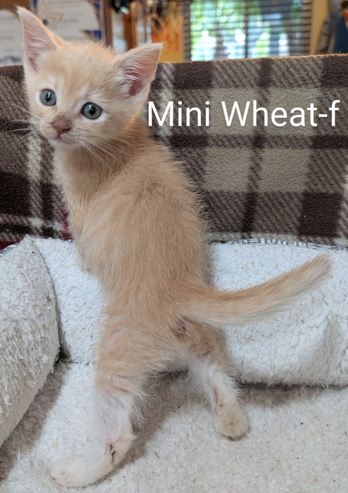 Mini Wheat photo 2