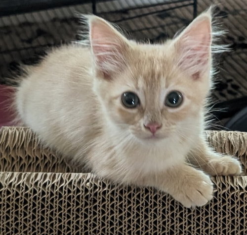 Honey Comb, an adoptable Domestic Medium Hair in San Bernardino, CA