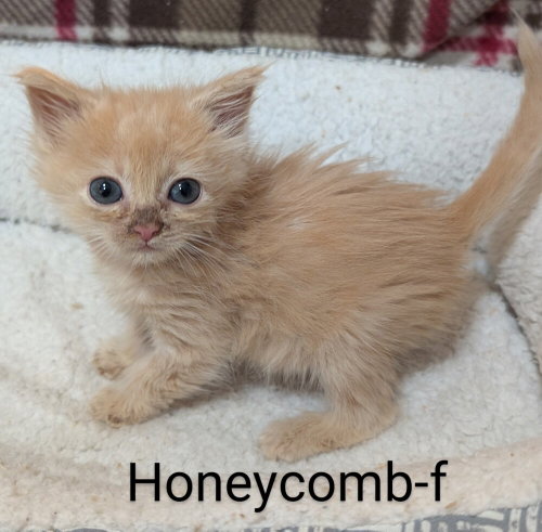 Honey Comb photo 2