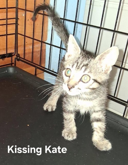 Kissing Kate, an adoptable Domestic Medium Hair in San Bernardino, CA