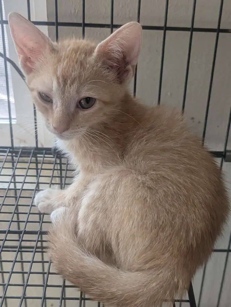 Nacho - Domestic Medium Hair