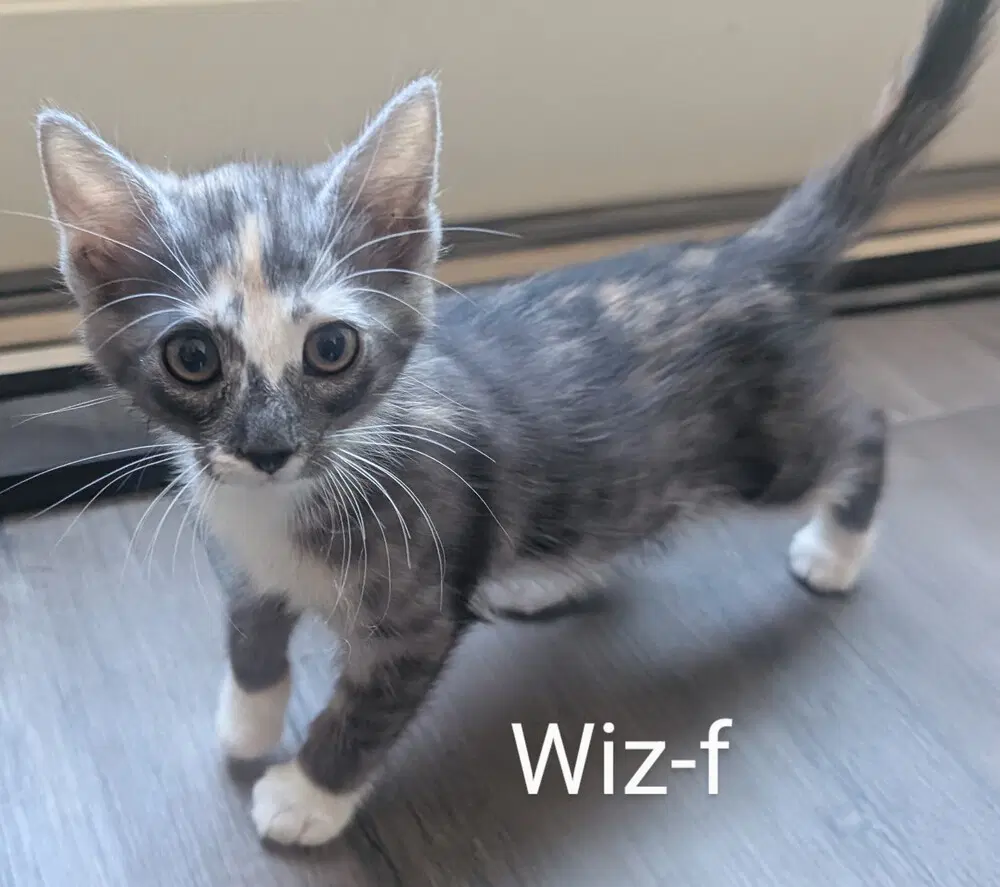 Wiz - Domestic Short Hair
