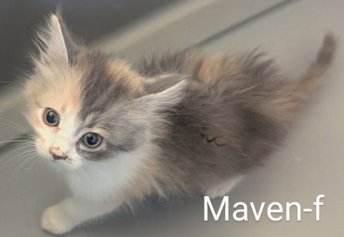 Maven