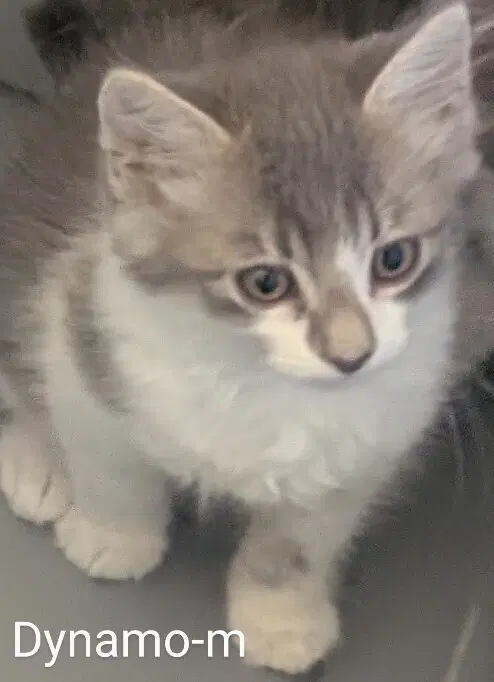 Dynamo - Domestic Medium Hair