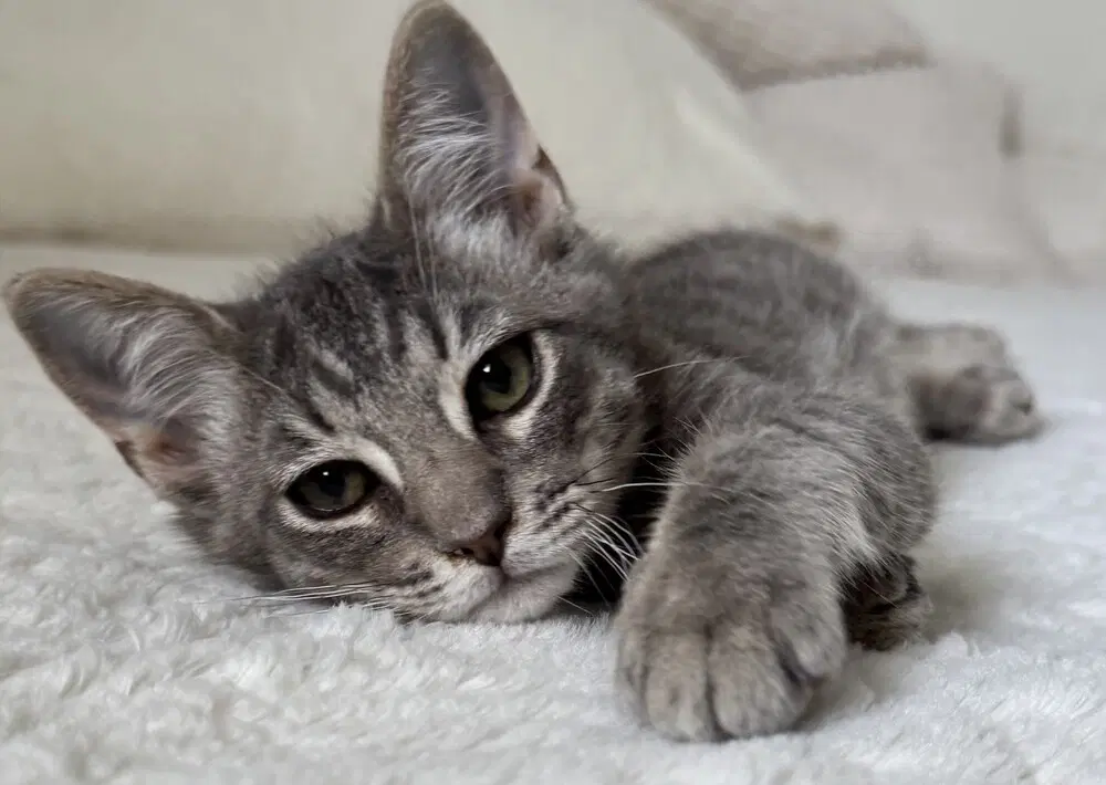 Silvio - Domestic Medium Hair