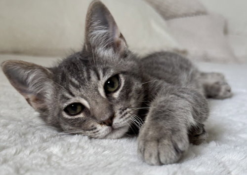 Silvio, a cat for adoption from Paws 4 A Cause Rescue