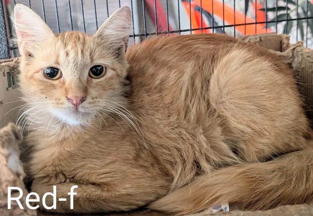 Red - Domestic Long Hair
