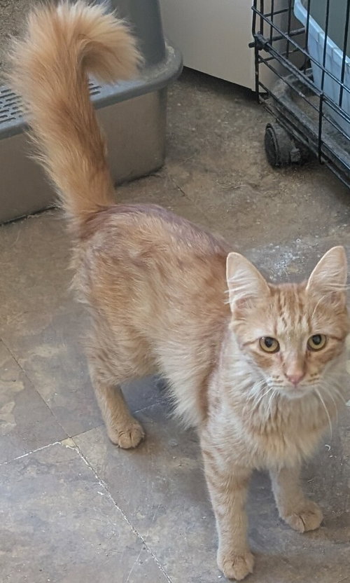 Red, a cat for adoption from Paws 4 A Cause Rescue