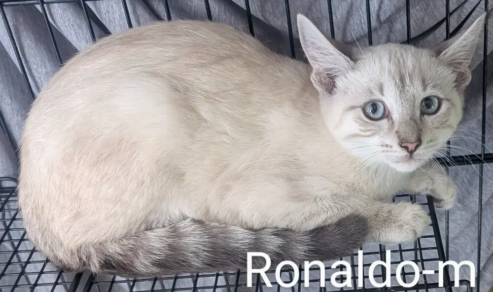 Ronaldo - lynx point
