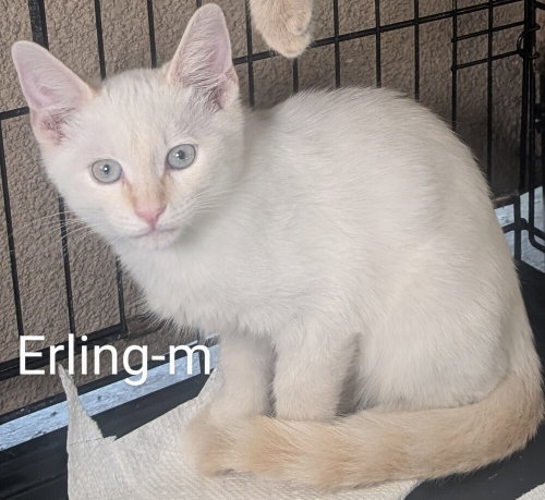 Erling