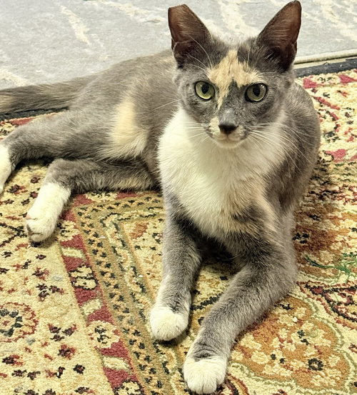Matti, a cat for adoption from Paws 4 A Cause Rescue