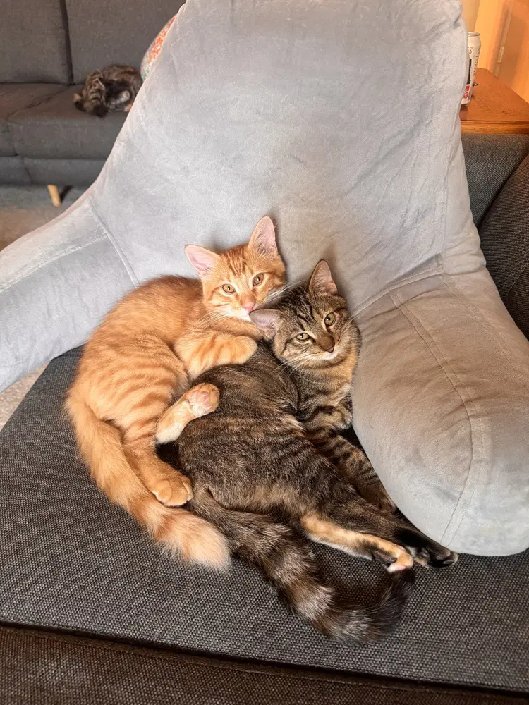 Sunny - Domestic Medium Hair