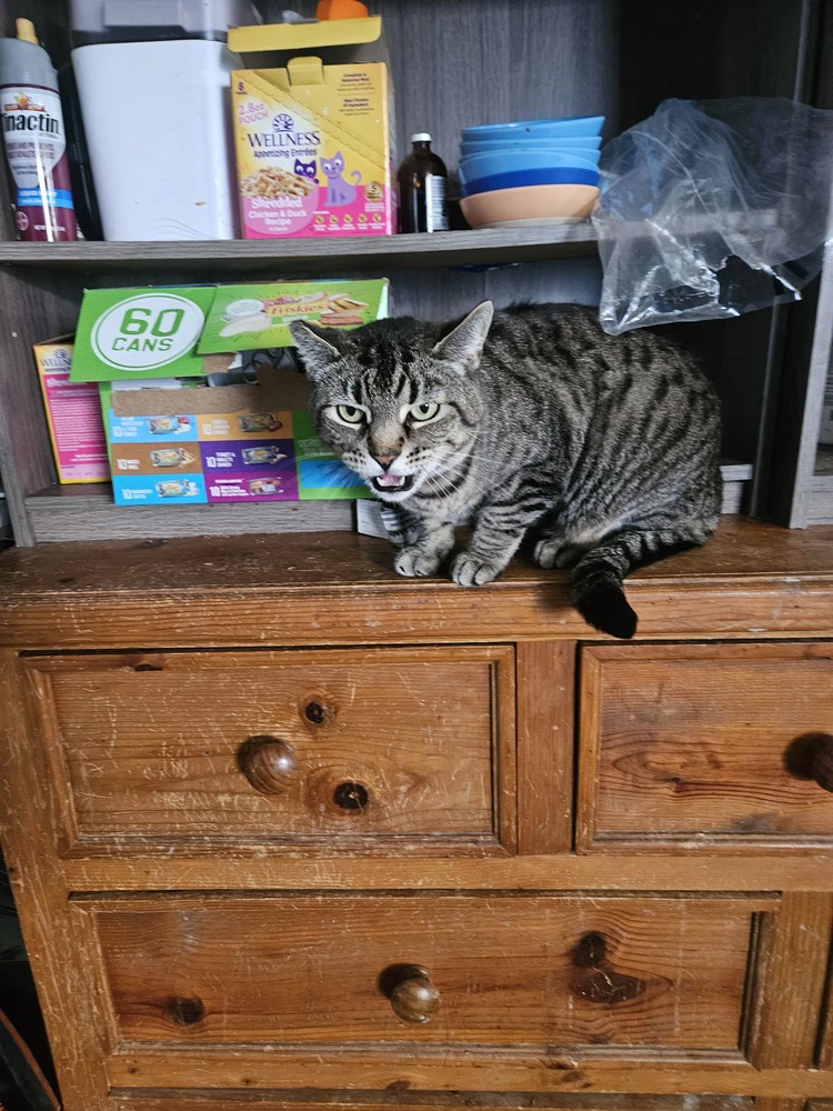 Meowser