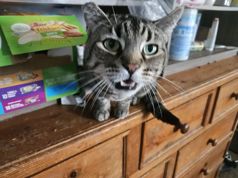 Meowser image 2