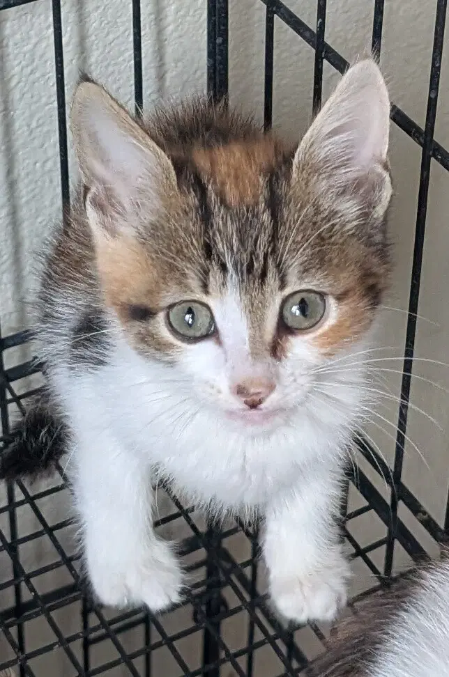 Scarlet - Maine Coon