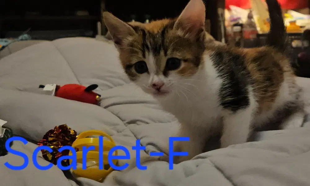 Scarlet image 3