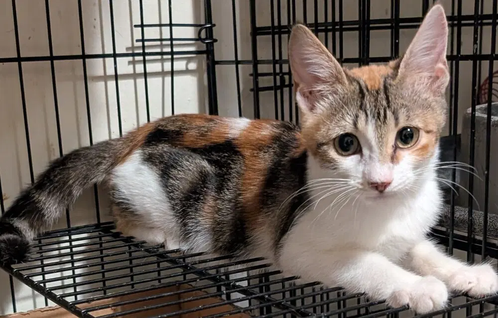 Scarlet - Maine Coon