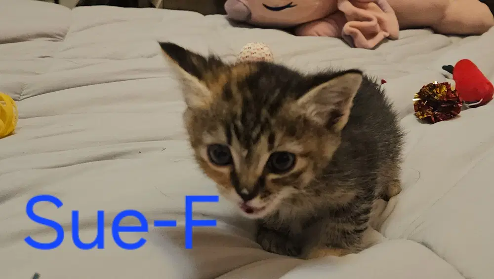 Sue image 2