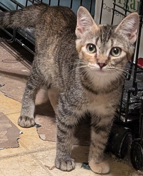 Sue, a cat for adoption from Paws 4 A Cause Rescue