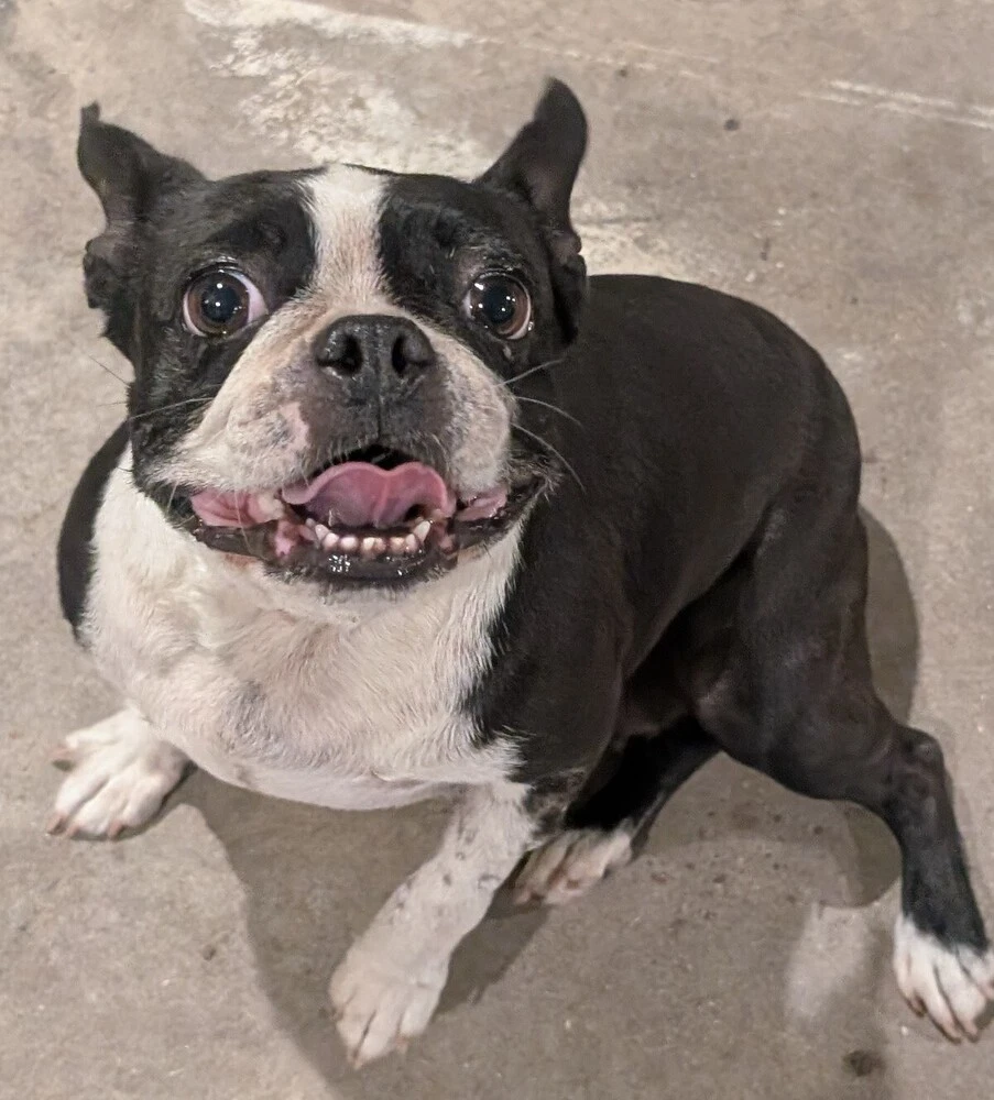 Molly