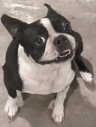 Molly image 2