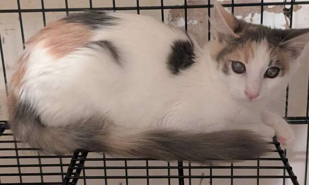 Miranda - Calico