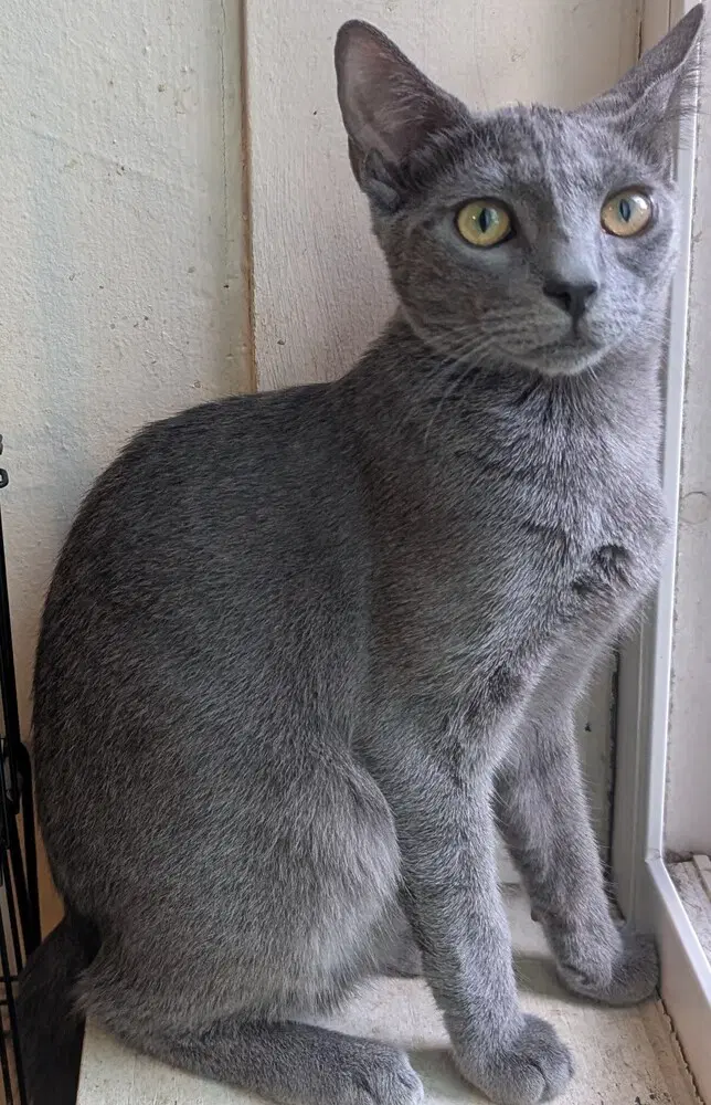 Raja - Domestic Medium Hair