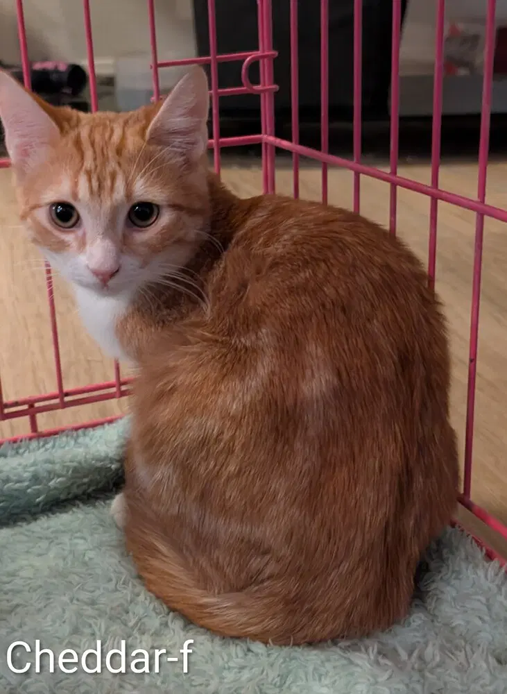 Cheddar - Domestic Short Hair