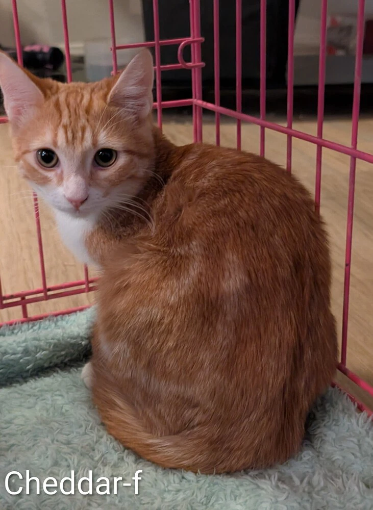 Cheddar