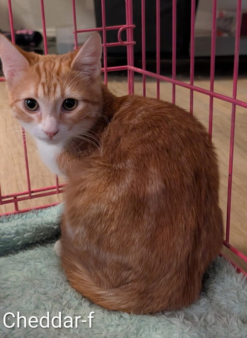 Cheddar, a cat for adoption from Paws 4 A Cause Rescue