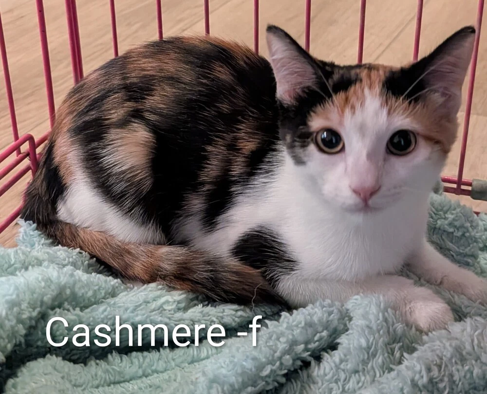 Cashmere