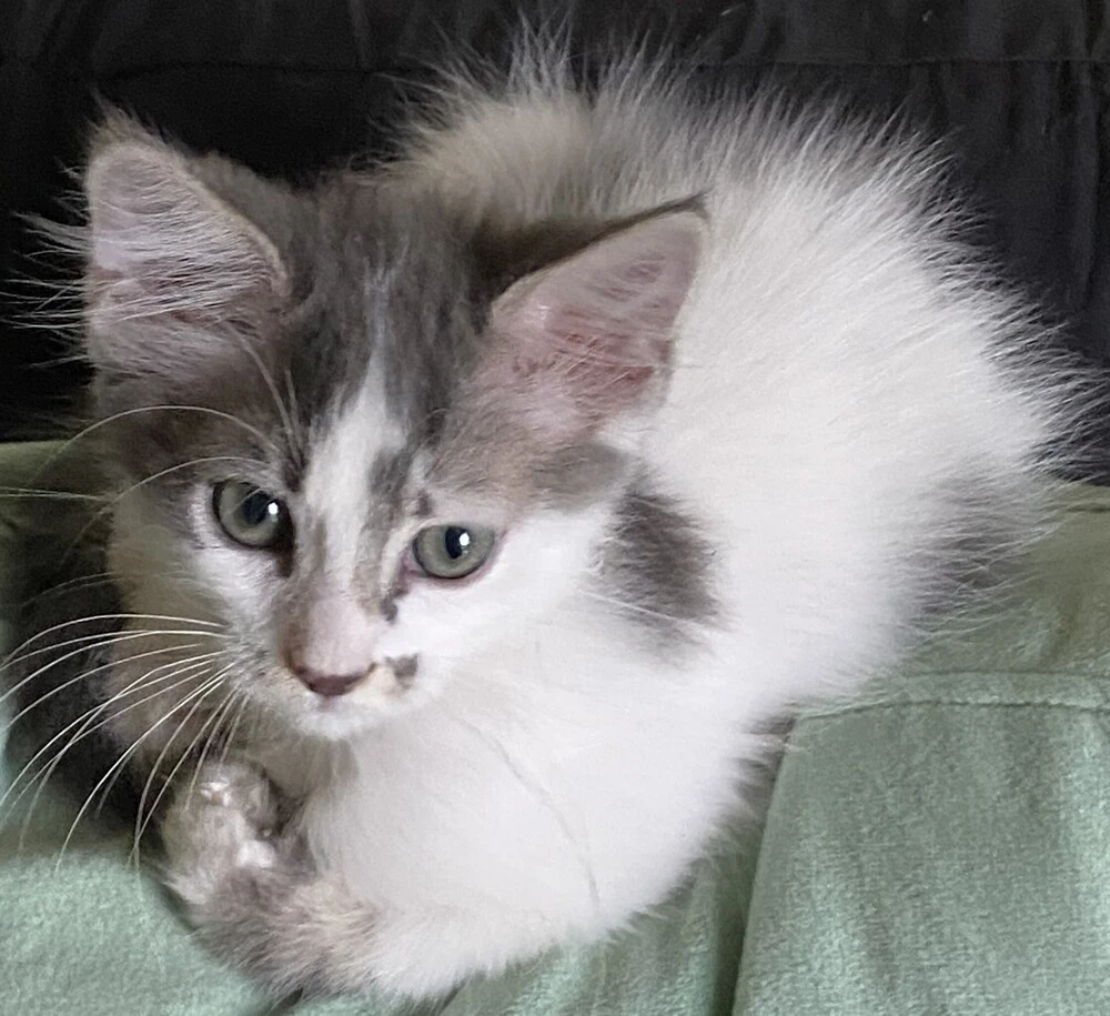 Chachi