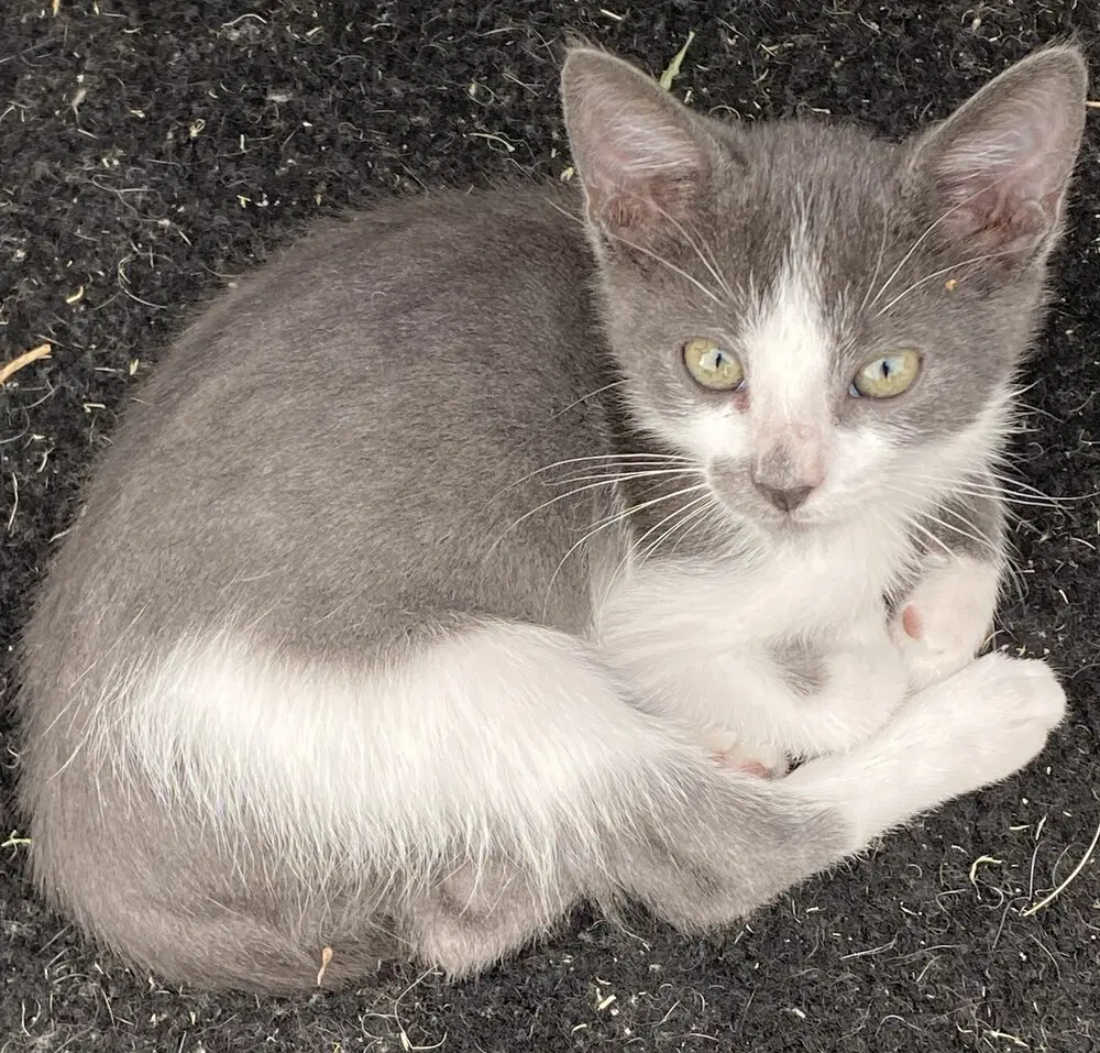 Gee - Domestic Short Hair