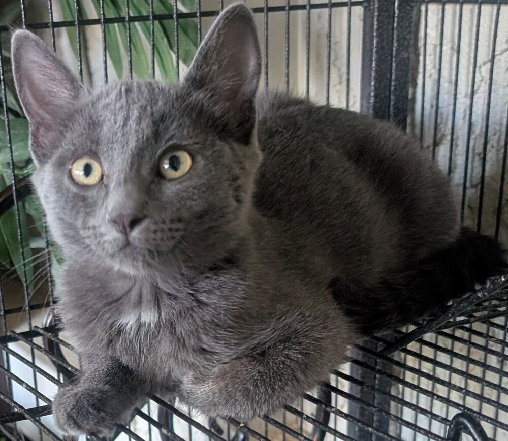 Silver, Russian Blue