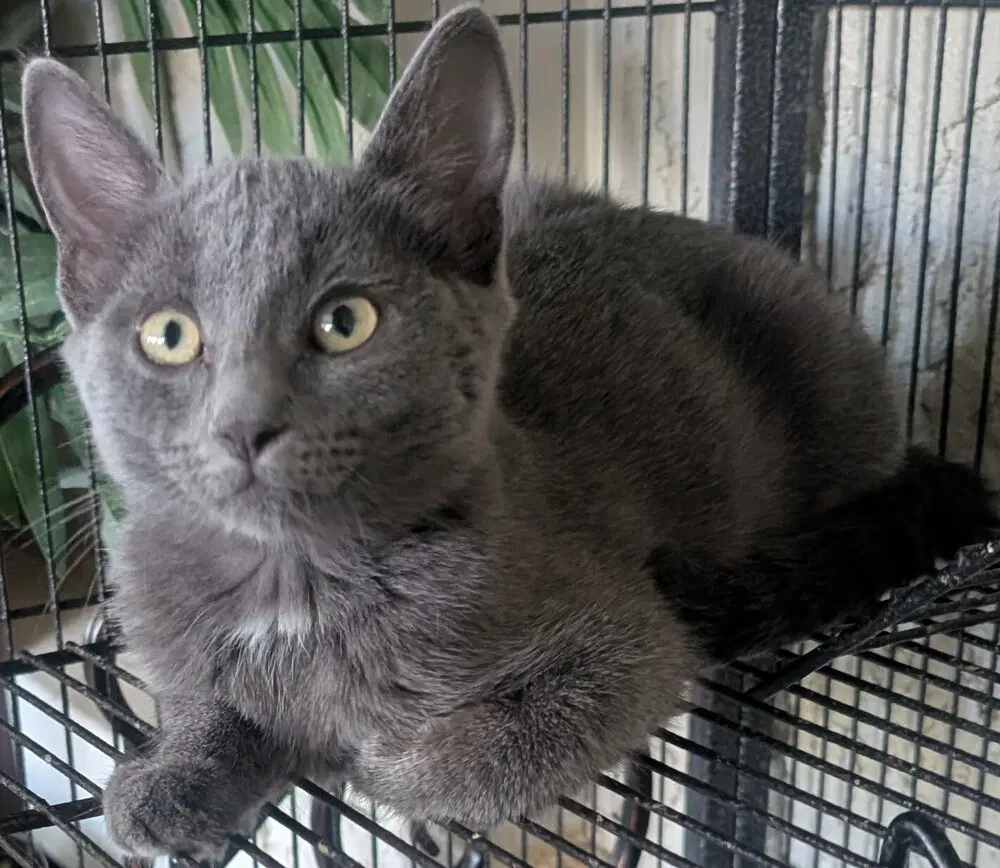 Silver - Russian Blue