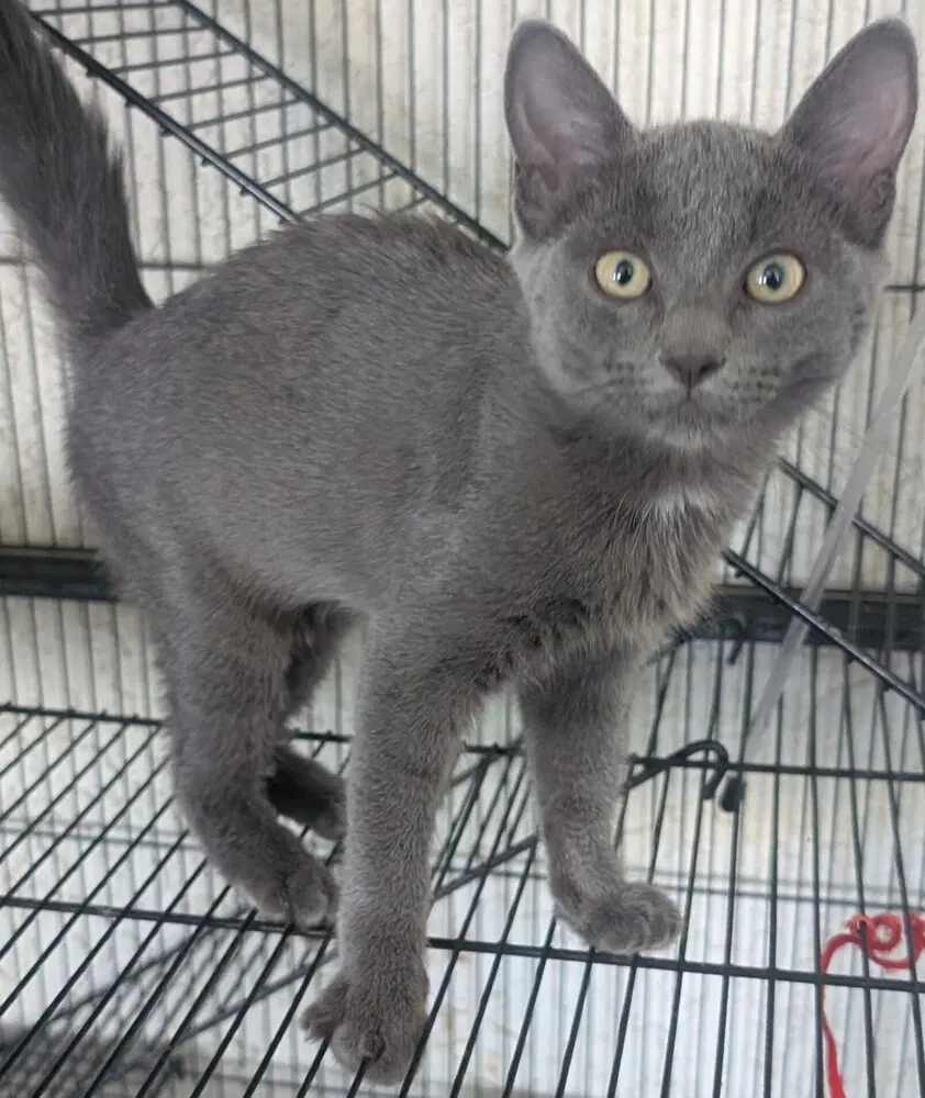 Silver image 2