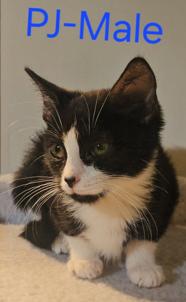 Pj, Maine Coon