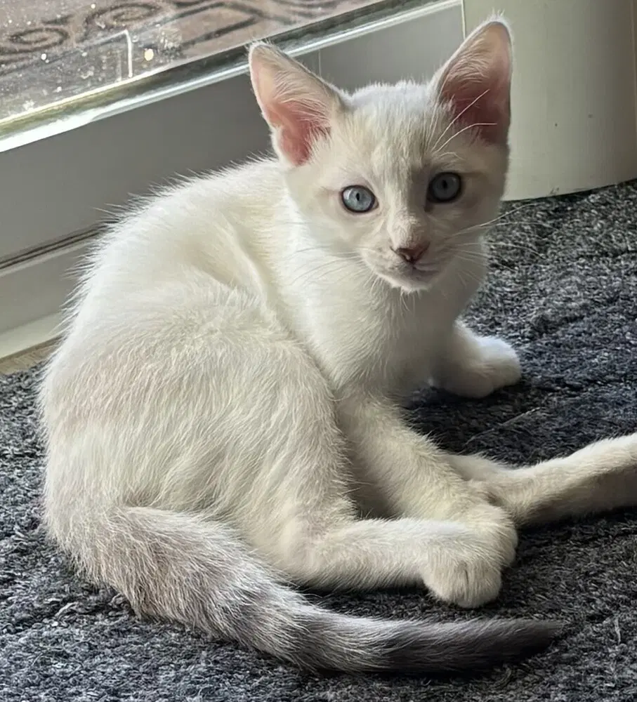 Barney - Siamese