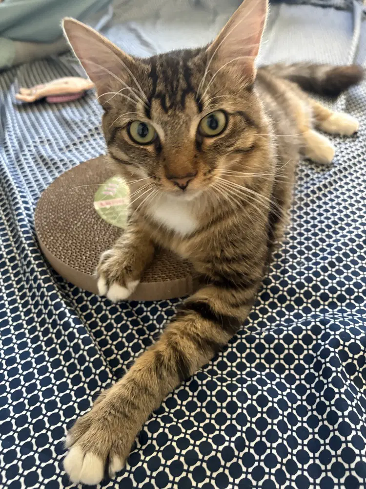 Alfie - Domestic Medium Hair