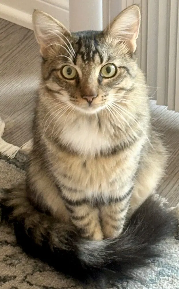 Alfie - Domestic Medium Hair